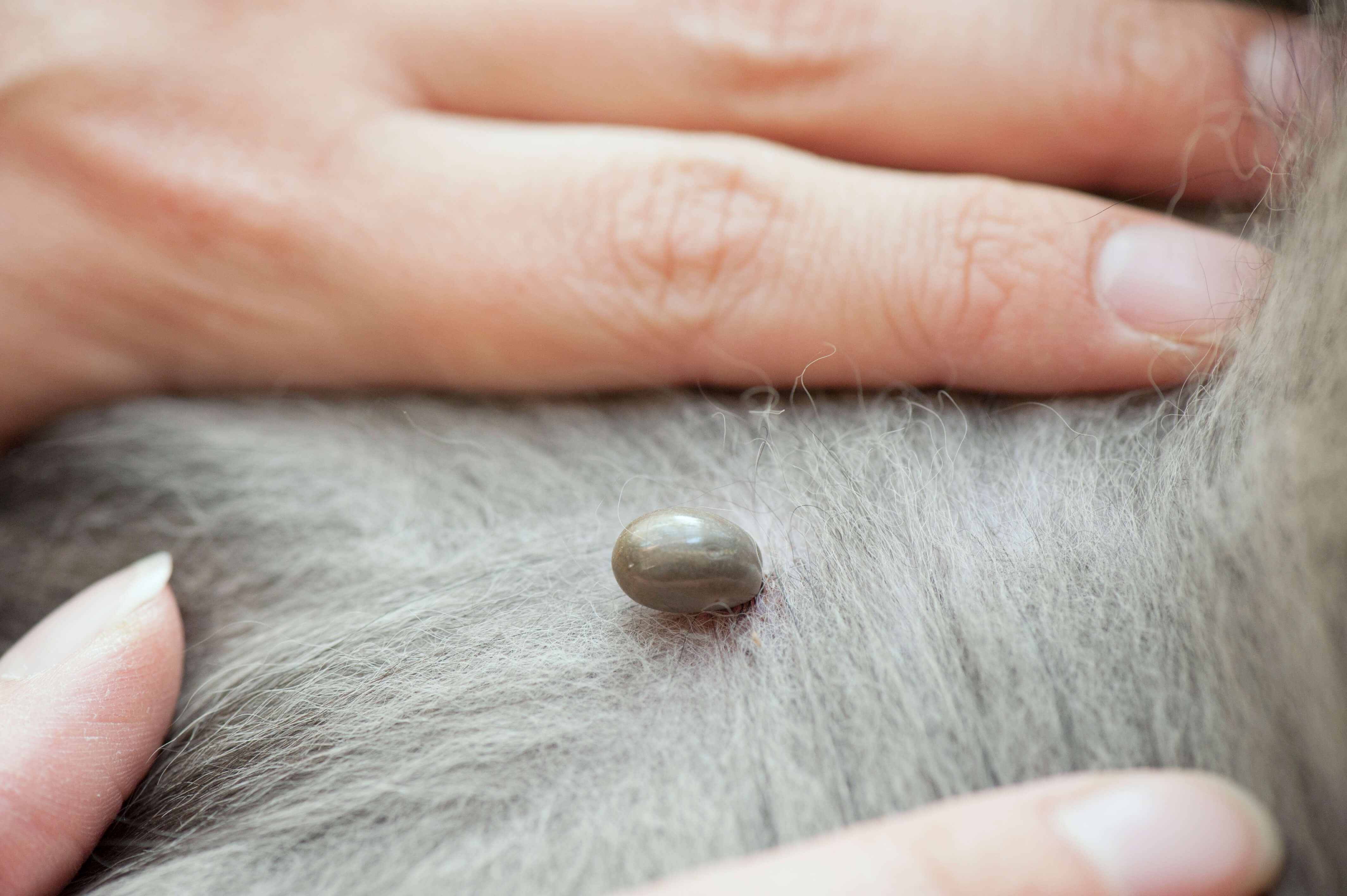 Ticks on dogs: types, prevention, and treatment - PETstock Blog